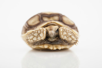 Sulcata tortoise