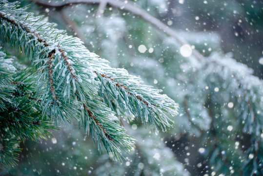 The frozen droplets of ice on pine needles.