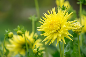 Flower of yellow dahlia