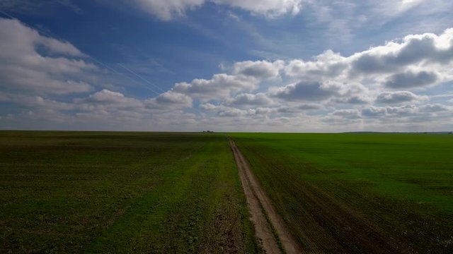 Aerial view. Green wheat field and sunny day, video