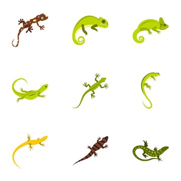 Types of iguana icons set. Flat illustration of 9 types of iguana vector icons for web