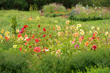 Flowers dahlia in the garden