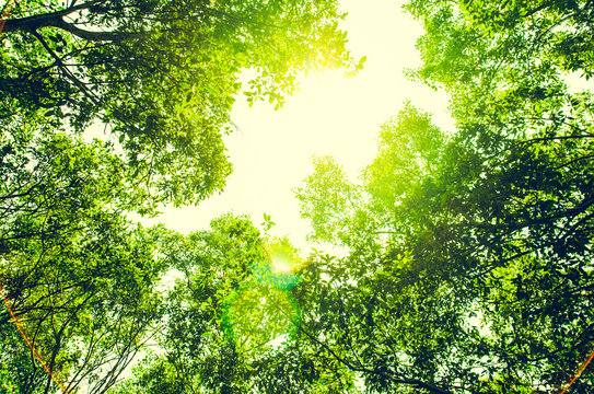 fresh green forest with sunlight ,vintage style photo
