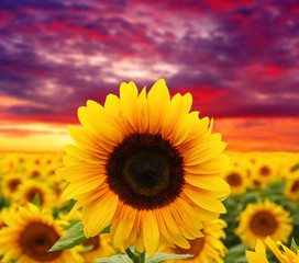 Fototapeta premium sunflowers and sun