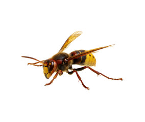 hornet isolated on white