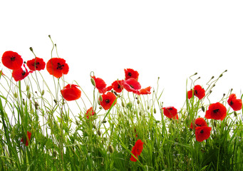 Obraz premium red poppies on white