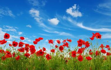 Obraz na płótnie Canvas Red poppies on field