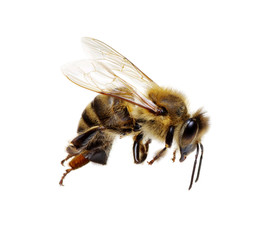 Bee on the white