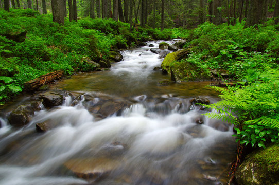 River in the woods