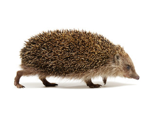 Hedgehog  isolated on white
