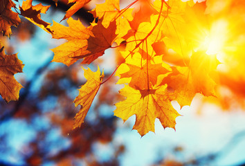  Autumn leaves on the sun
