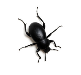black beetle on white