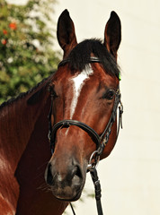 Portrait of chestnut sports horse