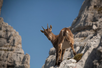 Alpine ibex - 127172840