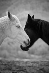 Black&white horses