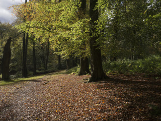 Naklejka premium forest woodland autumn landscape