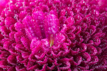 magenta chrysanthemum flower and water drops in macro lens shot small DOF