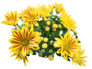 yellow chrysanthemum flower and water drops isolated on white background in macro lens shot