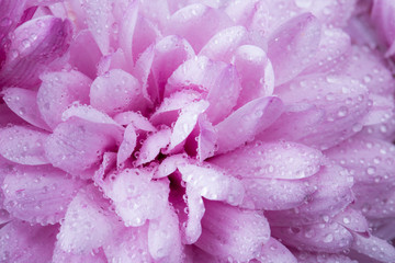 pink chrysanthemum flower and water drops in macro lens shot small DOF