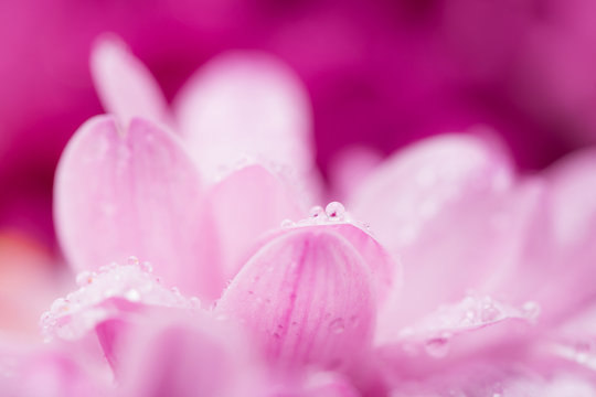 Fototapeta pink chrysanthemum flower and water drops in macro lens shot small DOF