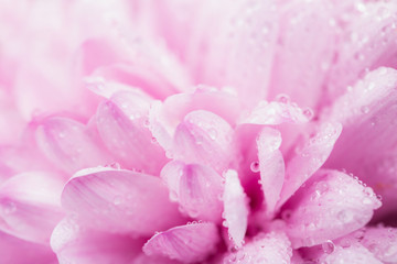 pink chrysanthemum flower and water drops in macro lens shot small DOF