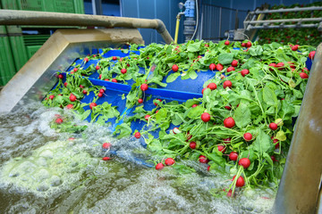 Radishes being washed on conveyor belt on industrial washing line