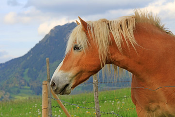 Haflinger Pferd vor dem Allgäuer Grünten