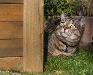 Worried tabby cat hiding behind a wooden planter