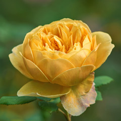 Flower yellow rose