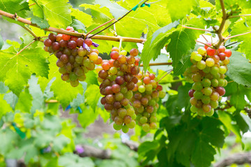 Red wine grapes in the garden