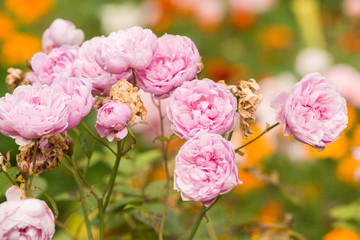 Pink bush roses in the garden