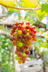 grapevine in  garden