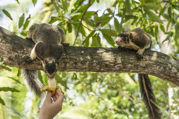 Sri-Lanka-Riesenhörnchen (Ratufa macroura)