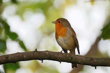 Red robin sitting on the branch with green background and look to left.