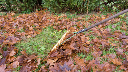 Gartenarbeit im Herbst - Herbstlaub harken mit einem Rechen