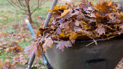 Gartenarbeit im Herbst - Herbstlaub in einer Schubkarre