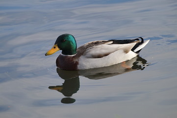 Mallard male floating on the water. Sunny day.