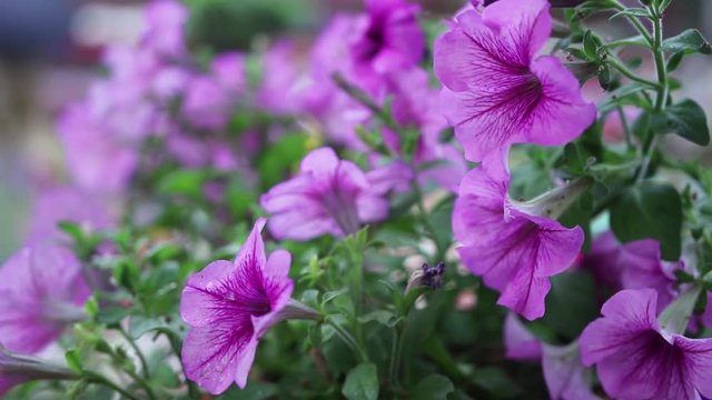 Flowers in garden