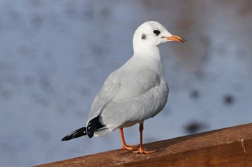 Gull sitting on the wood with pond at background