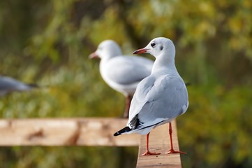 Gulls on the wood with green background