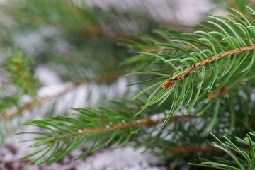 Christmas tree branch on a snowy surface