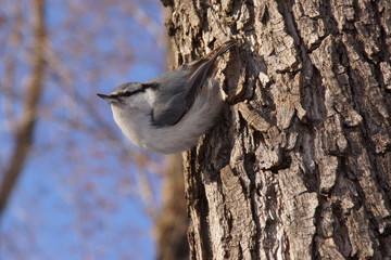  Nuthatch