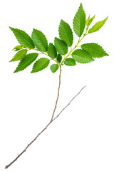 spring twig elm with green leaves isolated on a white background at macro lense shot