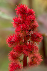 Flower Ricinus communis in garden