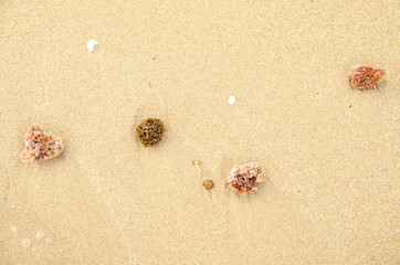 Skeleton of a stony coral on the sand beach