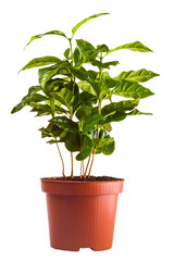 young green sprouts bush of coffee in the terra-cotta pot isolated on white background