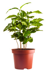 young green sprouts bush of coffee in the terra-cotta pot isolated on white background