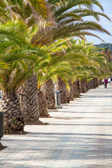 Obraz premium Plantation de palmiers dans les rues de la Pineda, Catalogne, Espagne