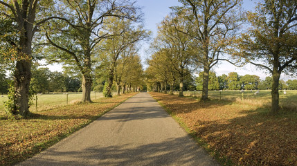 country lane