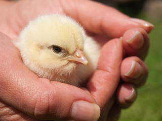 Baby chicken sitting in human hands